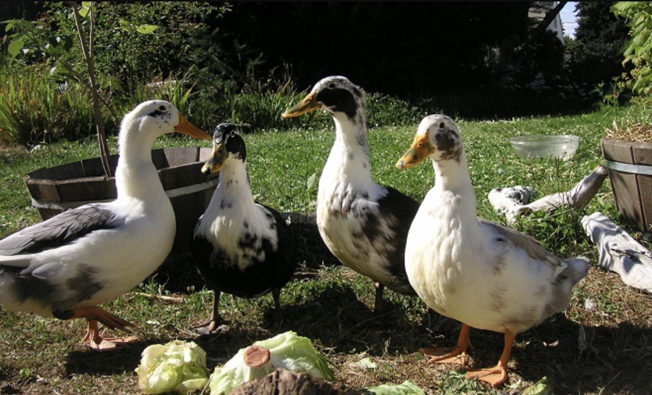 Мулард-Малард (Mallard Pekin)