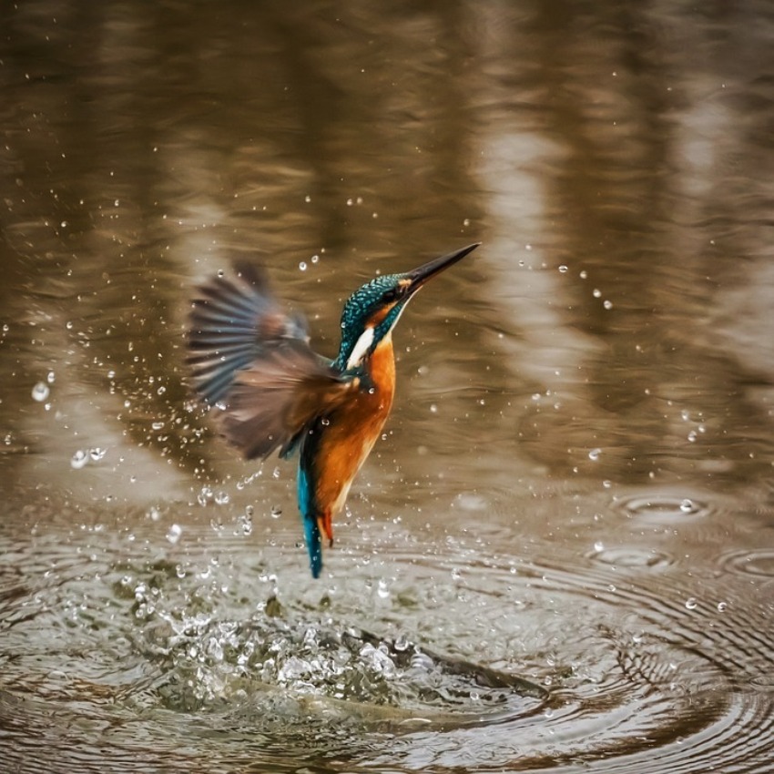 Вода для птиц