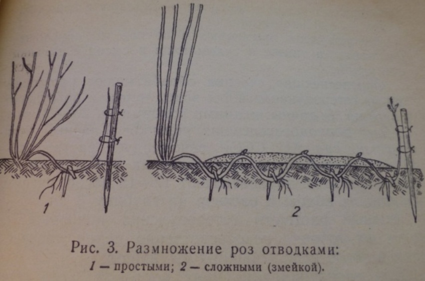 Размножение плетистой розы с помощью метода отводков