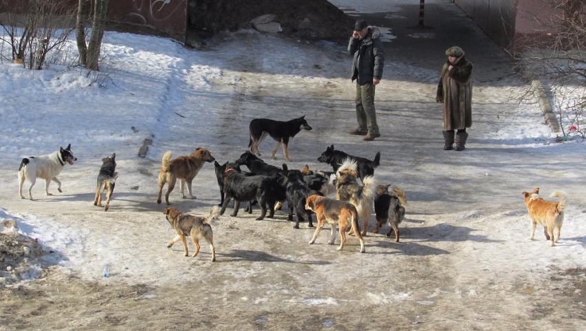 нападение бродячих собак