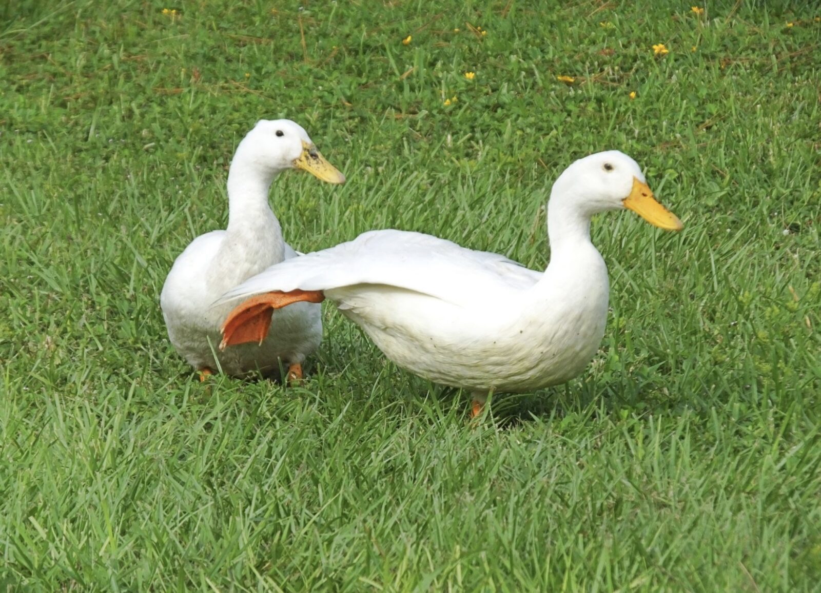 Белый Мулард (White Pekin)