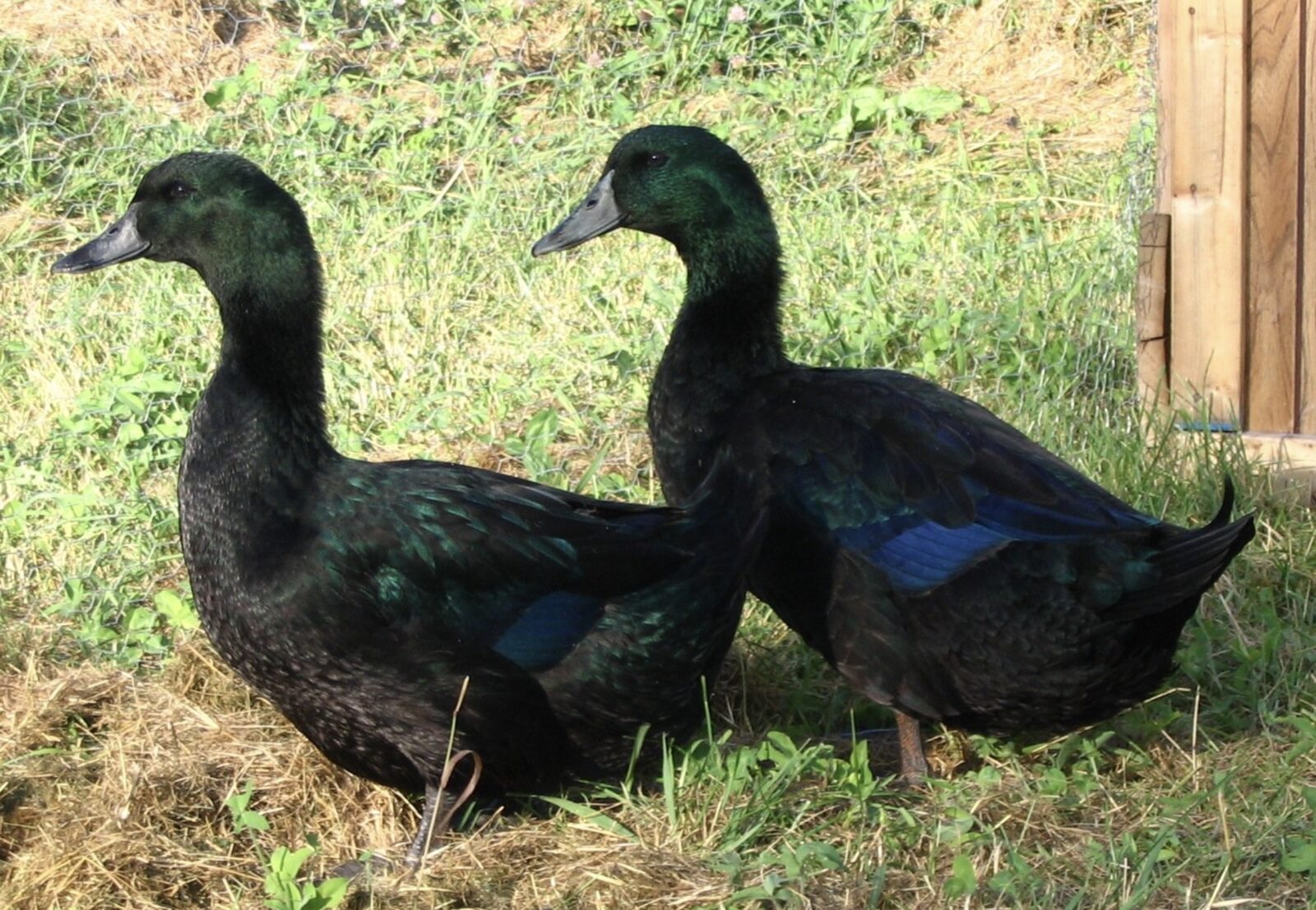 Черный Мулард (Black Pekin)