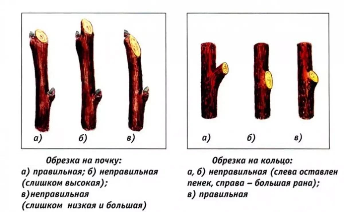 Виды срезов