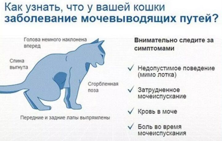 Признаки заболеваний мочеполовой системы у кошки