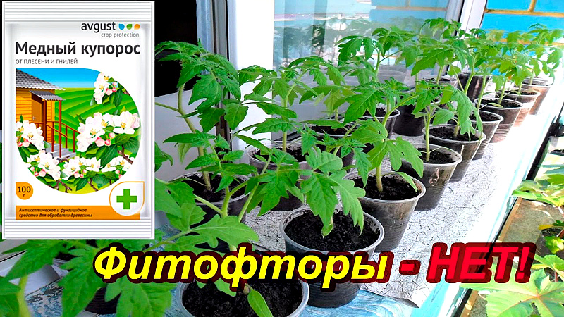 Медный купорос против фитофторы