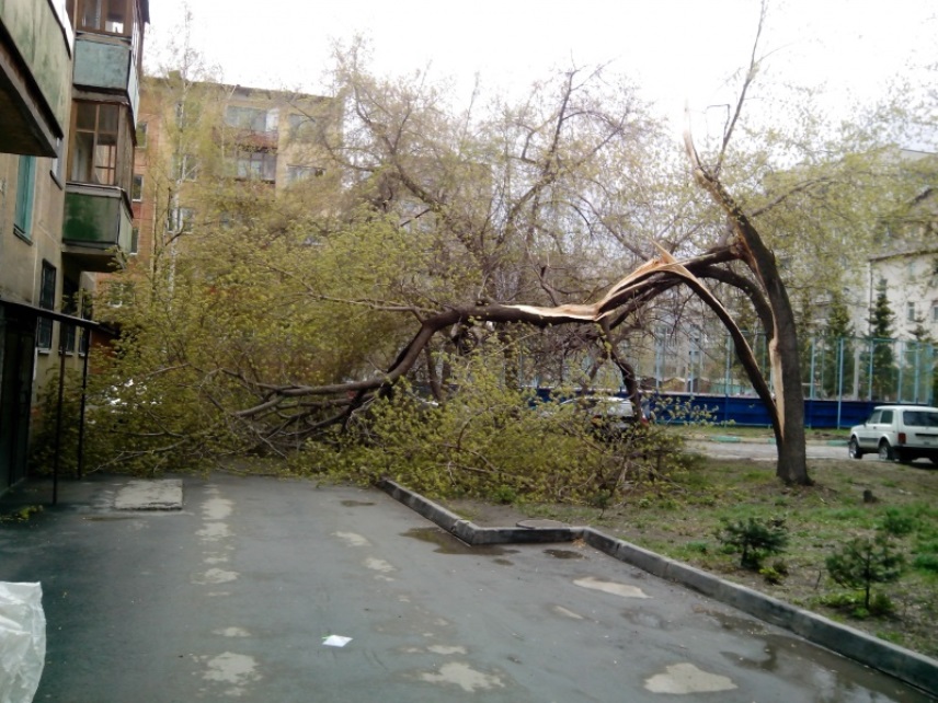 Сломанное дерево, спилить дерево