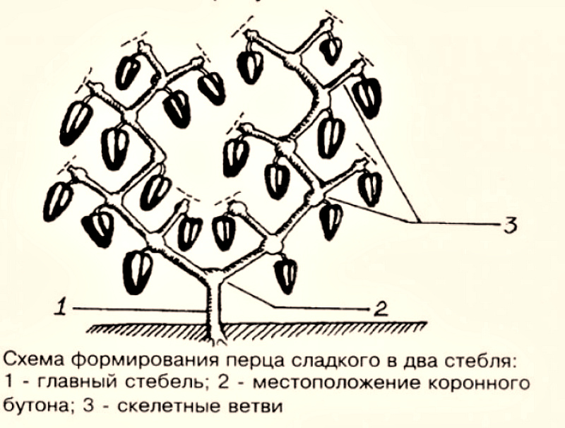 Формирование куста болгарского перца