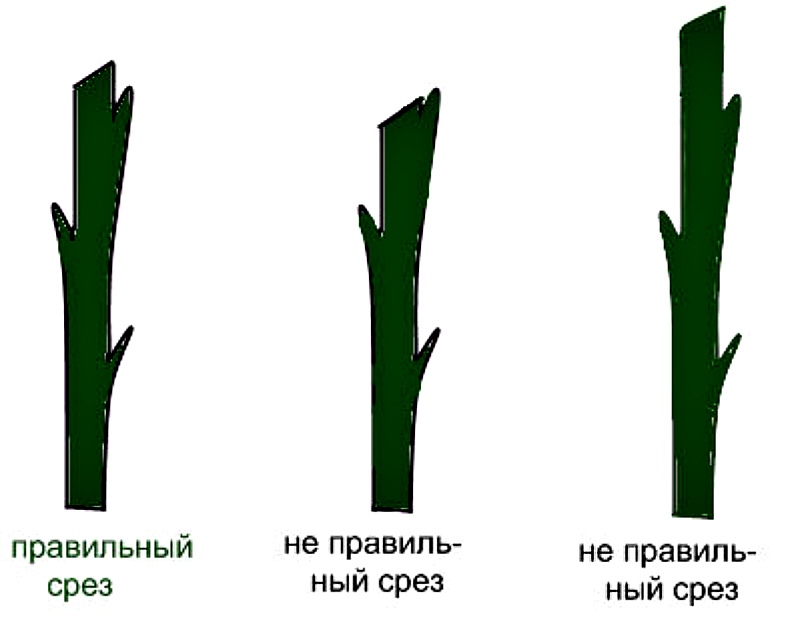 Правильный срез побега розы