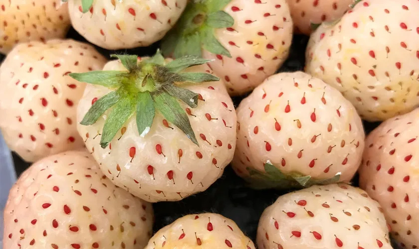 Белая клубника Pineberry