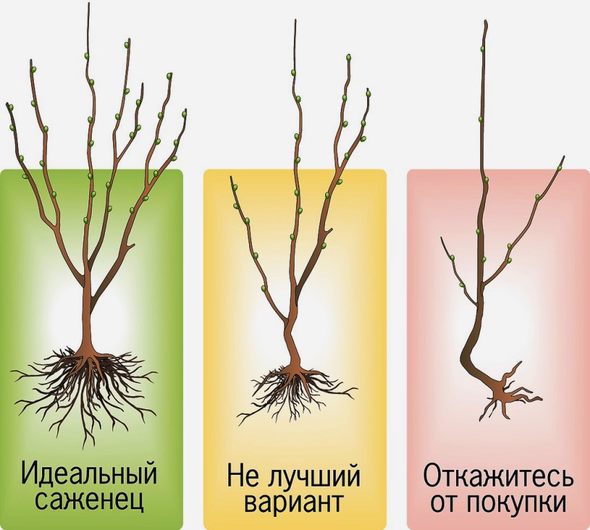 как выбрать саженец