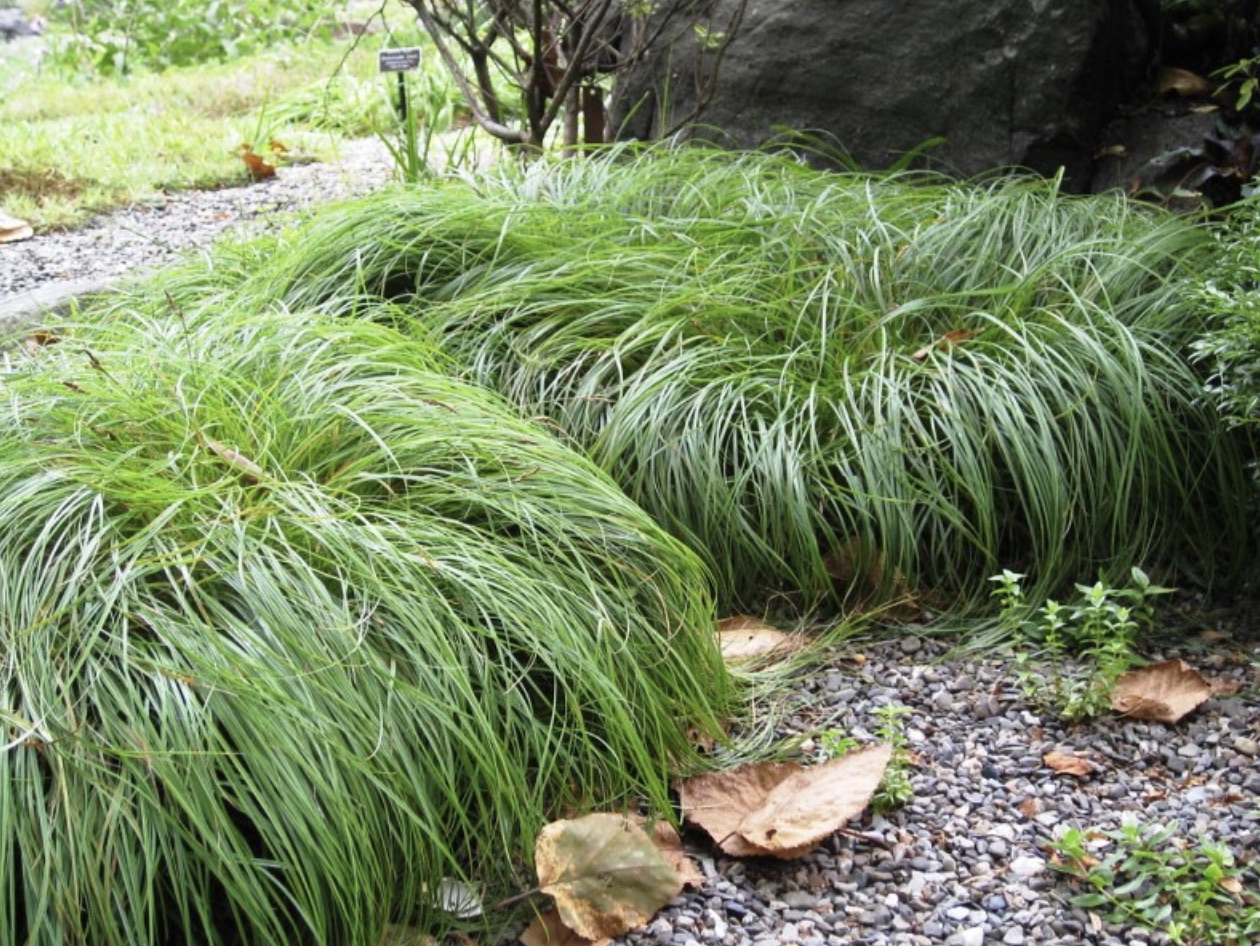 Осока камчатская (Calamagrostis nutkaensis)