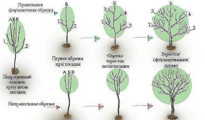 Обрезка груши