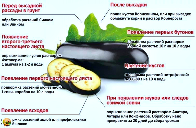 Правила подкормки баклажанов