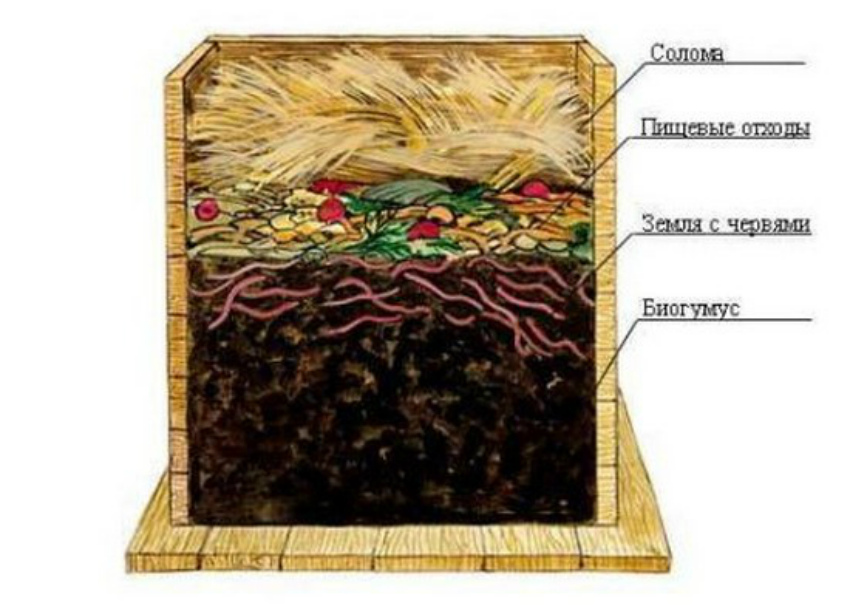 выращивание червей