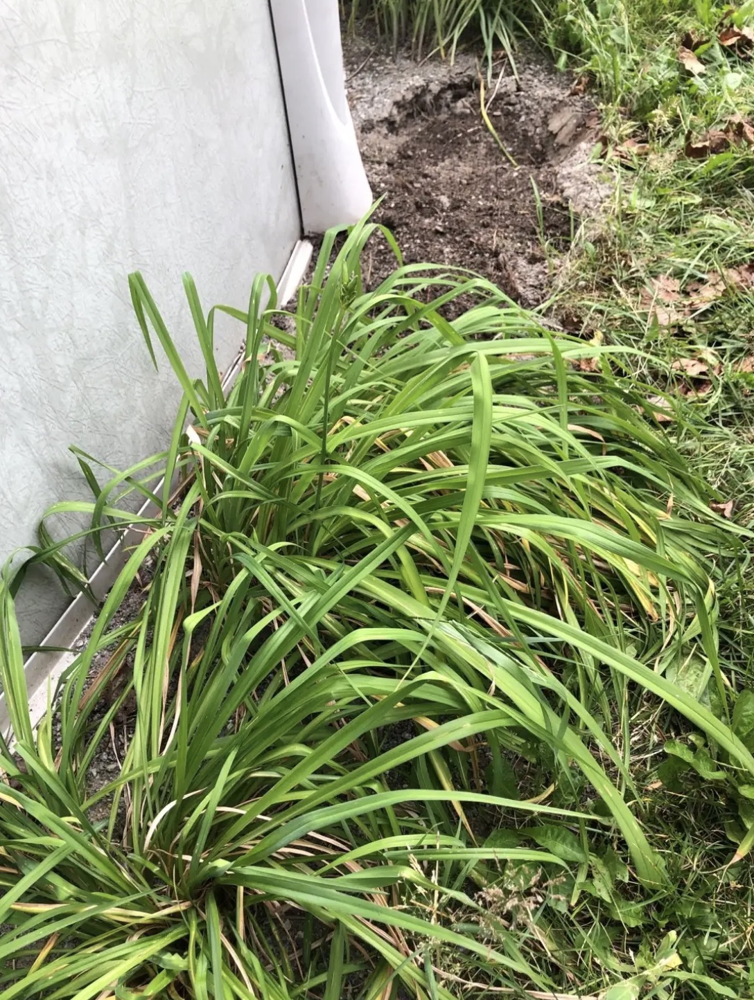 Лилейник (Hemerocallis spp.)