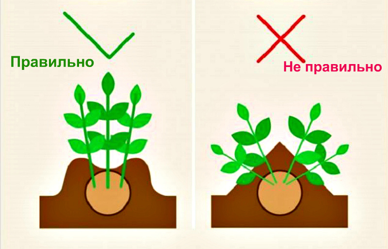 Как правильно сделать окучивание картофеля