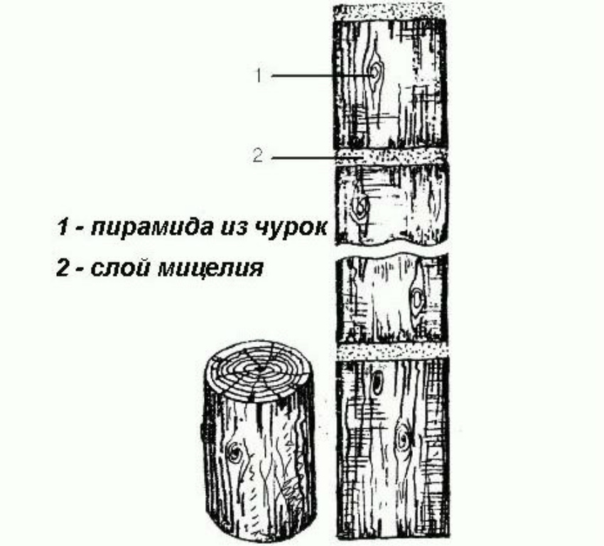 мицелий гриба вешенка