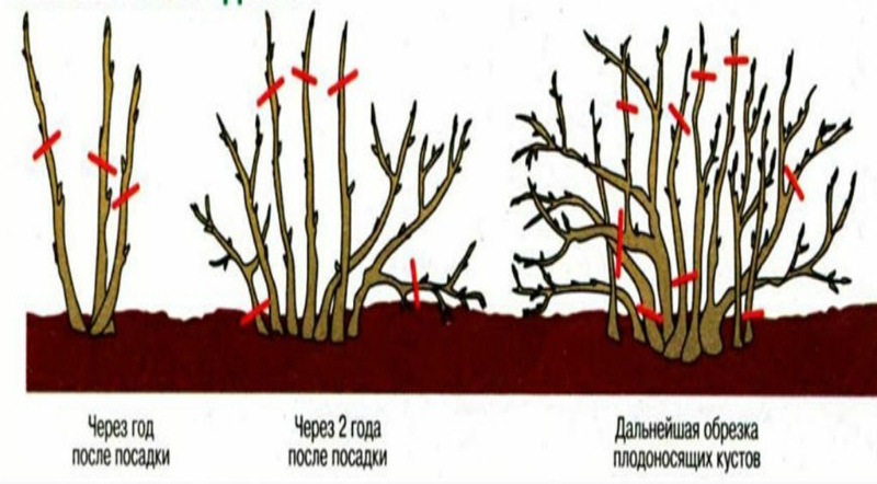 Схема обрезки ягодных кустарников