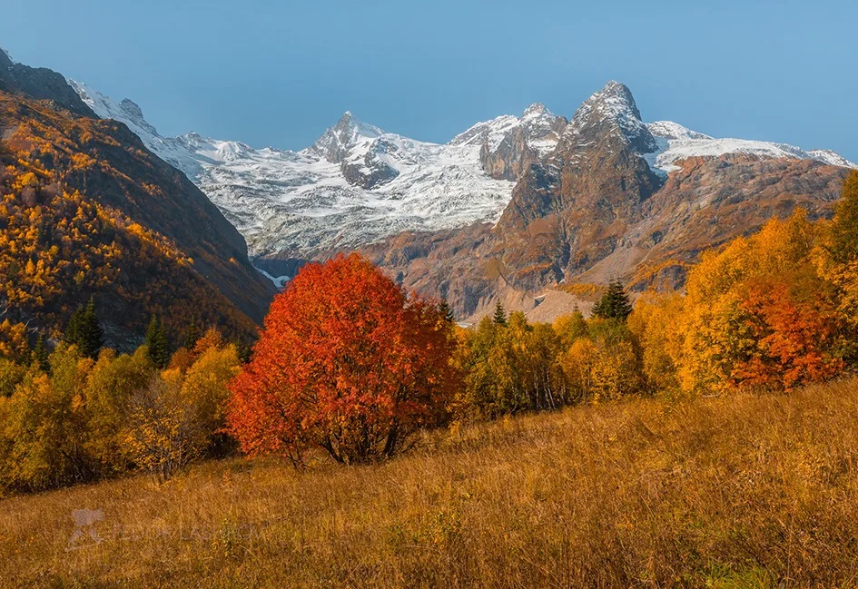 Клены в кавказских горах