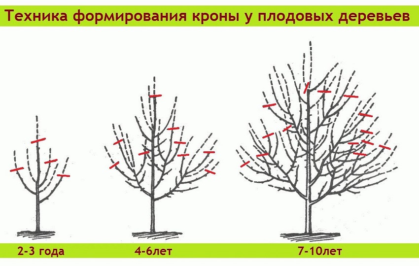 Когда обрезать деревья осенью или весной, как правильно