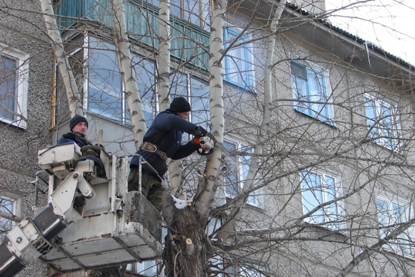 Спилить дерево, обрезка деревьев