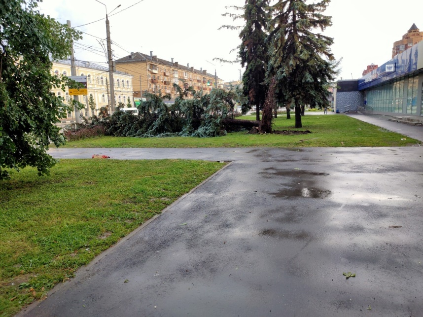 Упало дерево, спилить дерево