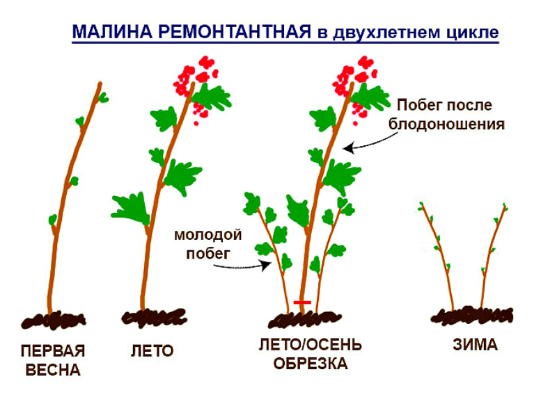 Уход за ягодниками - малина в двухлетнем цикле