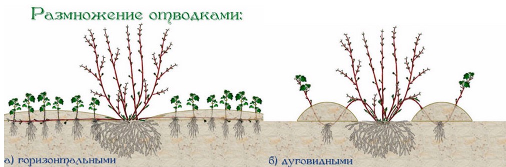 лимонник китайский размножение