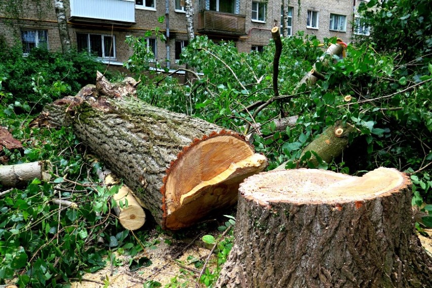 Спилить дерево, нужна техника