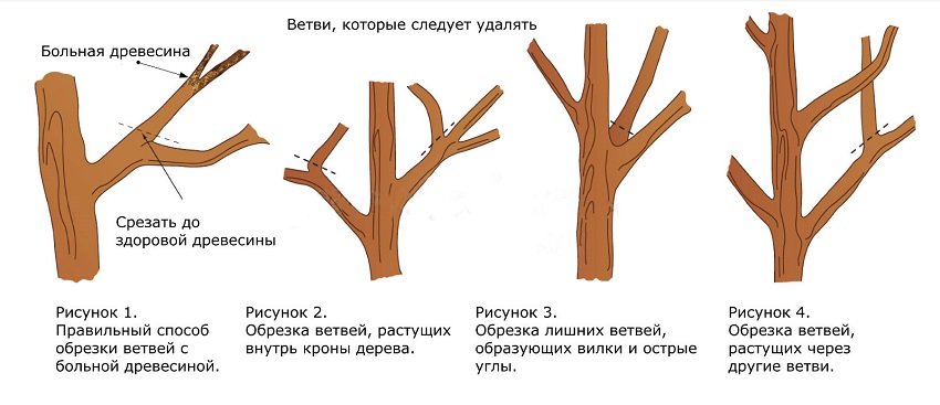 Когда обрезать деревья осенью или весной, как правильно