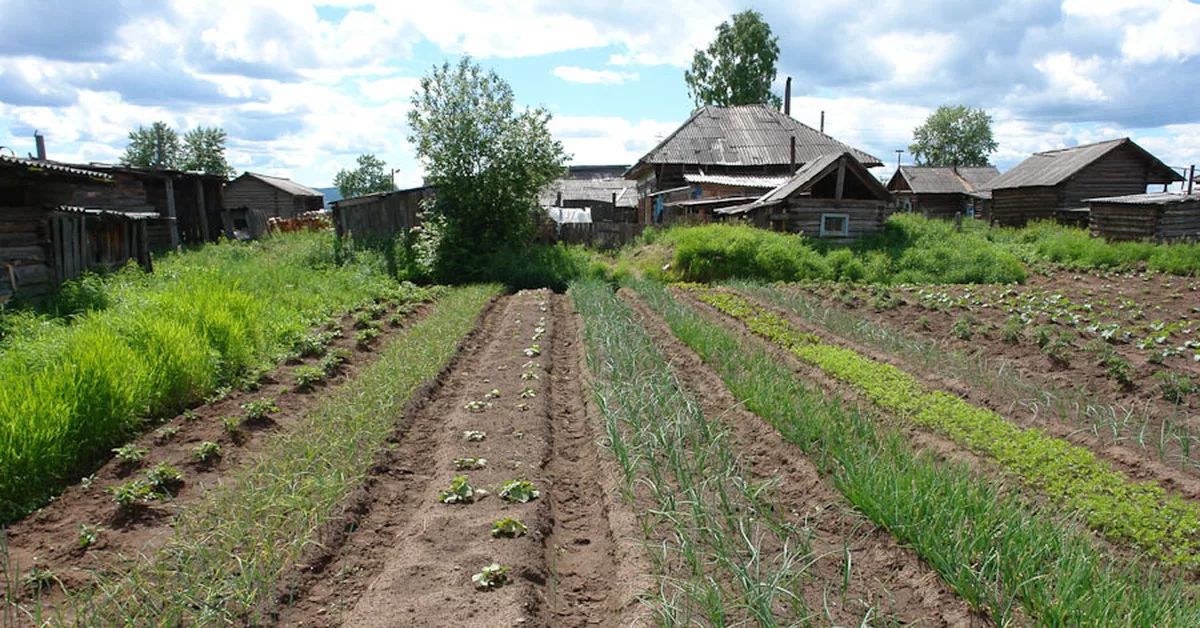 Огород в деревне