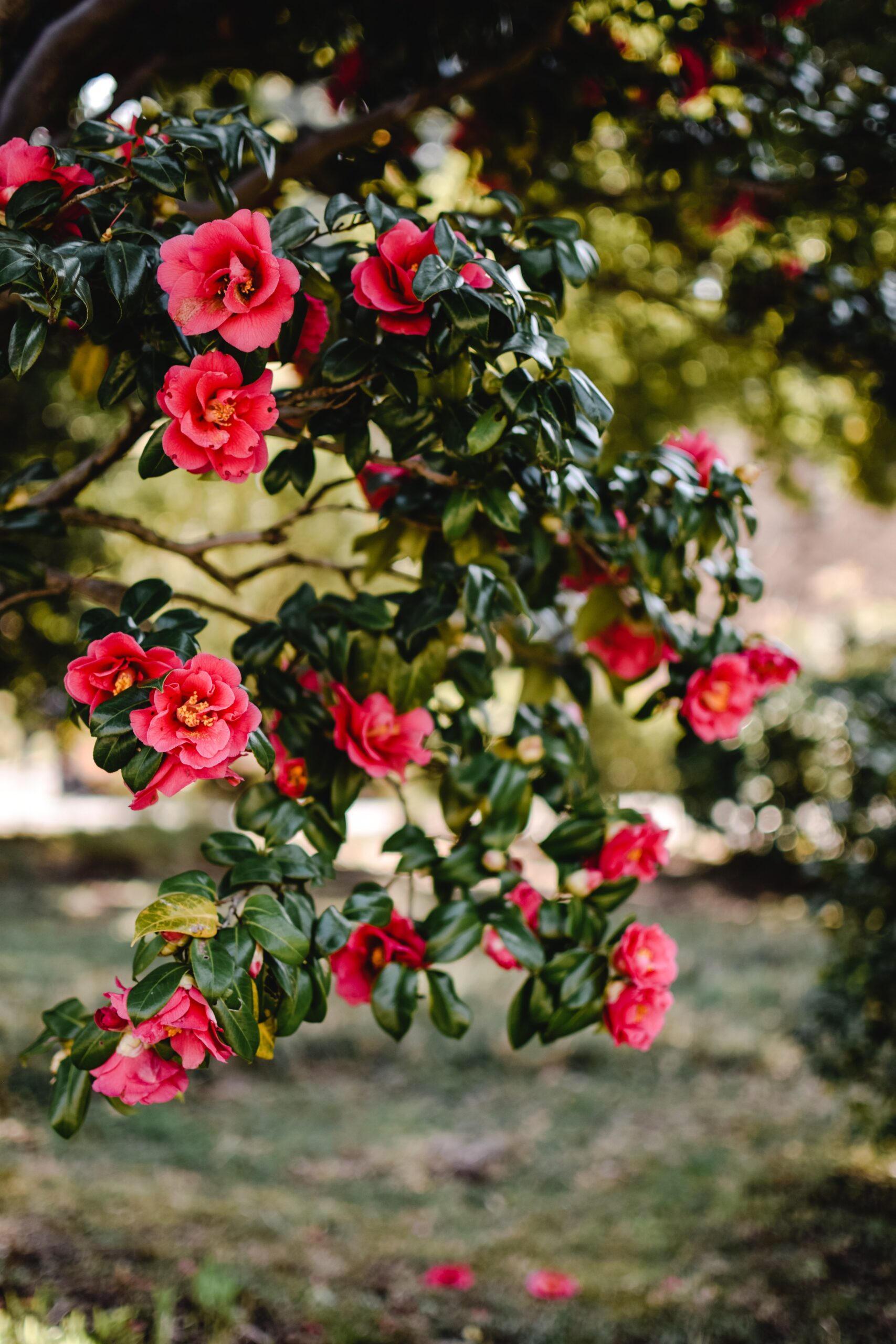 Камелия (Camellia spp.)