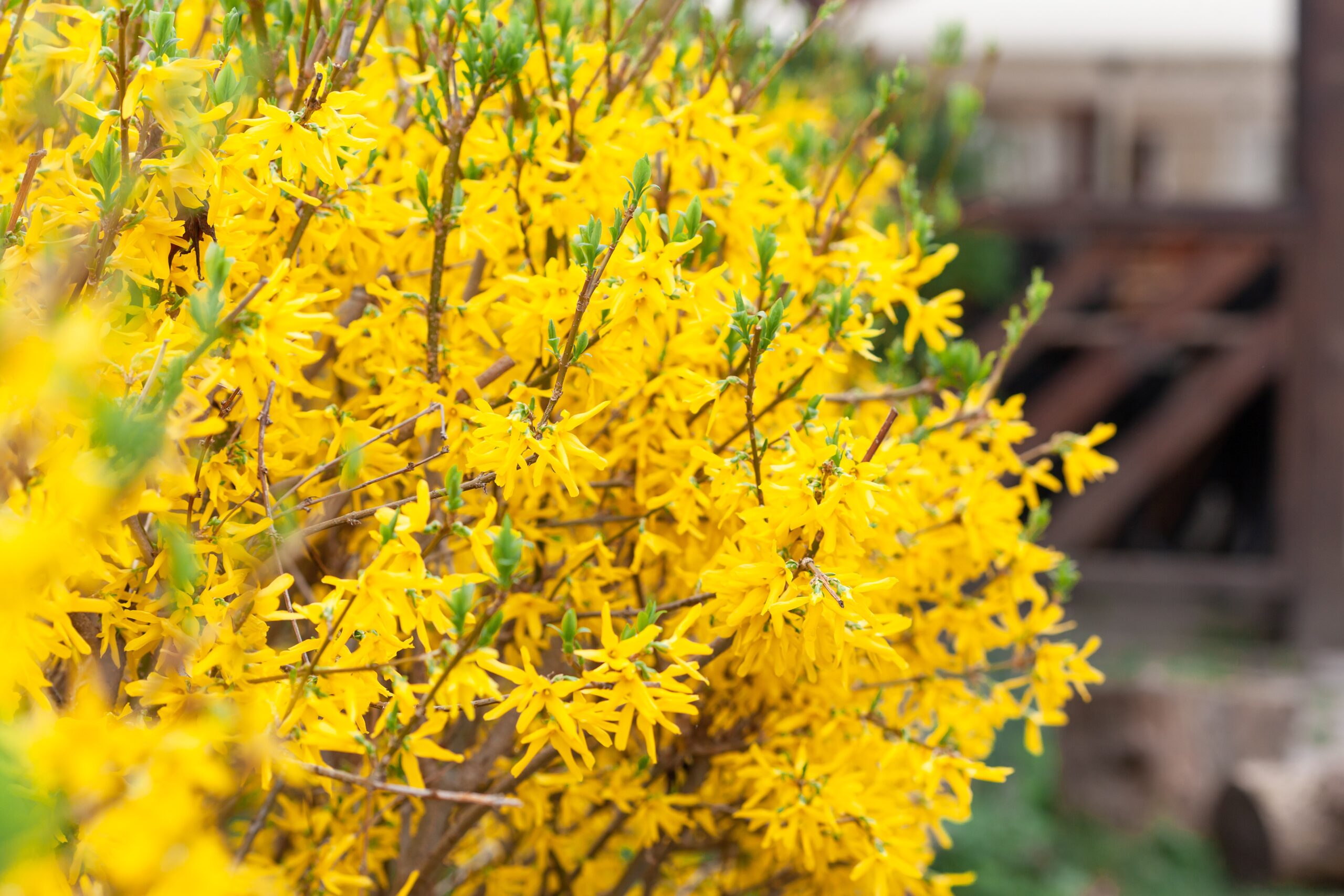 Форзиция (Forsythia spp.)