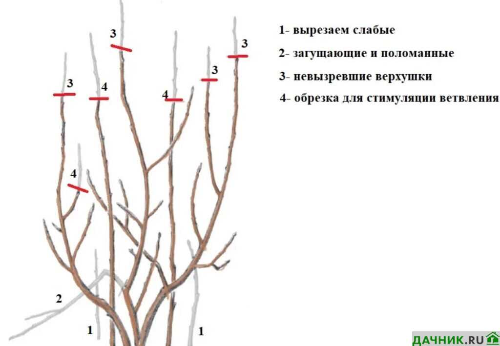 Таблица: рекомендованные дозировки подкормки для вейгелы