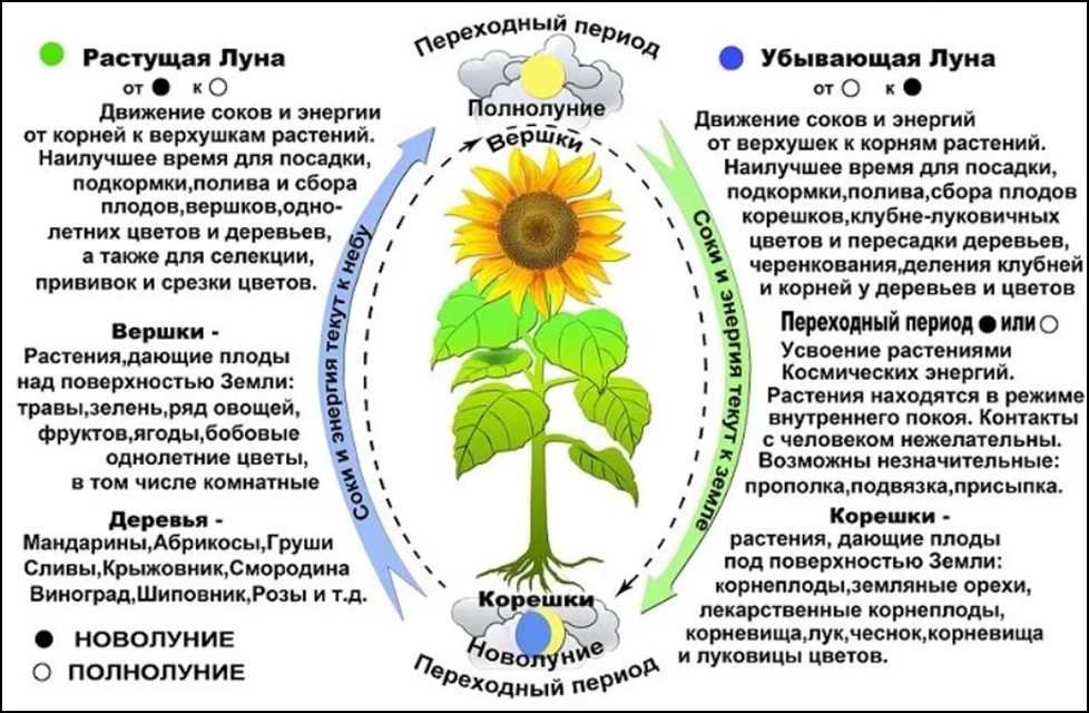 Советы и рекомендации по посеву семян на рассаду