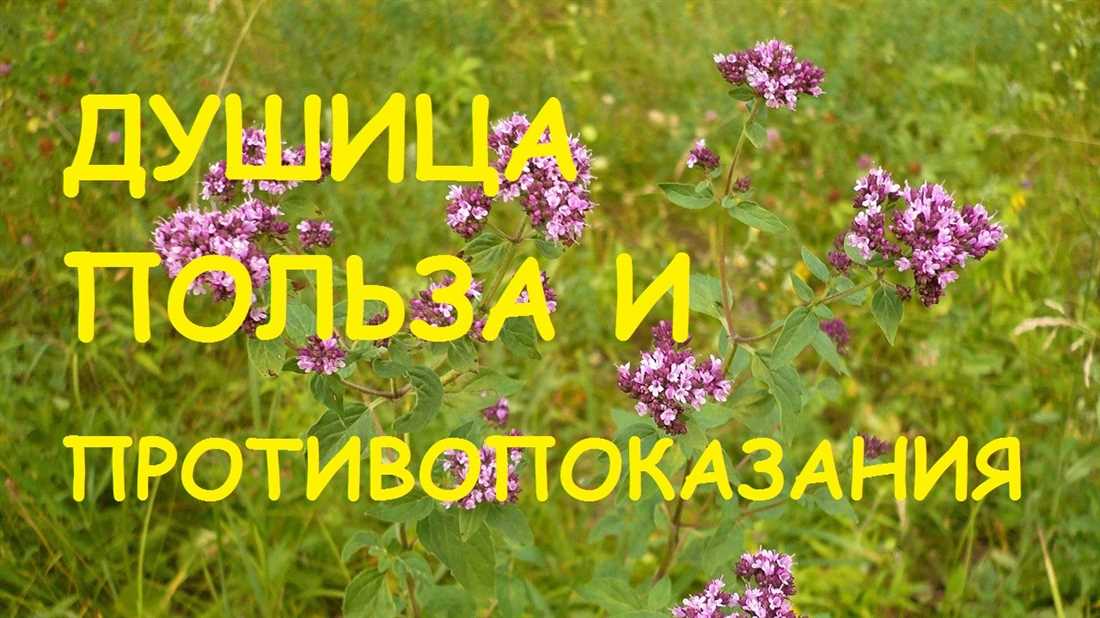 Душица как средство для снятия стресса и улучшения настроения